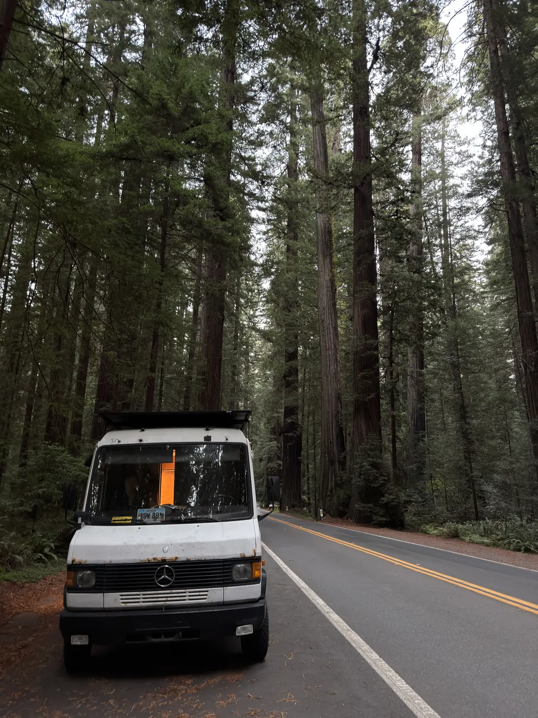 The 609D pulled over on the Avenue of the Giants, dwarfed by redwoods